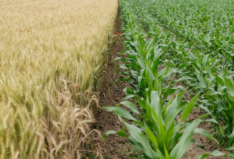 Perte de récolte des agriculteurs : des mesures de soutien annoncées